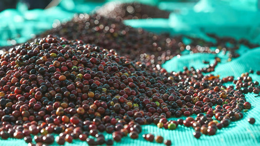 From Berry to Bean: The 5 Coffee Processing Methods That Actually Matter