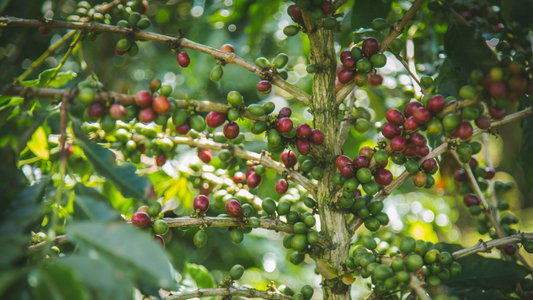 Single-Origin Coffee: Why It Matters and Why You Need It in Your Life