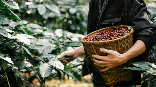 Single-Origin Coffee vs. Blend Coffee: What's the Difference?